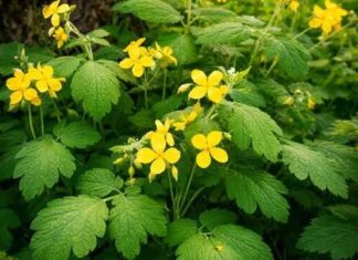 Ova biljka raste svuda oko nas a malo ko zna koliko je moćna: Trava rusa krije tajnu koju su naši stari dobro znali! Ova biljka raste svuda oko nas a malo ko zna koliko je moćna: Trava rusa krije tajnu koju su naši stari dobro znali!