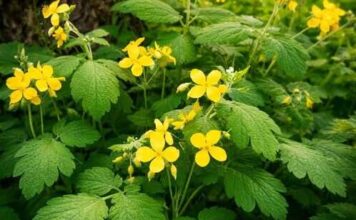 Ova biljka raste svuda oko nas a malo ko zna koliko je moćna: Trava rusa krije tajnu koju su naši stari dobro znali! Ova biljka raste svuda oko nas a malo ko zna koliko je moćna: Trava rusa krije tajnu koju su naši stari dobro znali!
