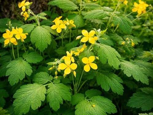 Ova biljka raste svuda oko nas a malo ko zna koliko je moćna: Trava rusa krije tajnu koju su naši stari dobro znali! Ova biljka raste svuda oko nas a malo ko zna koliko je moćna: Trava rusa krije tajnu koju su naši stari dobro znali!