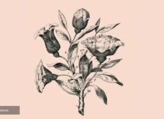 Ova cvjetna iluzija krije šest lica – koliko ih vi vidite? Ova cvjetna iluzija krije šest lica – koliko ih vi vidite?