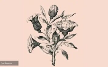 Ova cvjetna iluzija krije šest lica – koliko ih vi vidite? Ova cvjetna iluzija krije šest lica – koliko ih vi vidite?