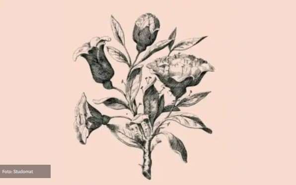 Ova cvjetna iluzija krije šest lica – koliko ih vi vidite? Ova cvjetna iluzija krije šest lica – koliko ih vi vidite?