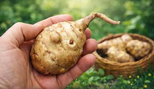 Ova zaboravljena biljka osvaja internet: Čičoka je nova hit namirnica koju svi ponovo jedu! Ova zaboravljena biljka osvaja internet: Čičoka je nova hit namirnica koju svi ponovo jedu!