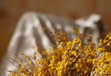 Ovaj cvet se ne poklanja ženama za 8. mart, jer se smatra da donosi nesreću Ovaj cvet se ne poklanja ženama za 8. mart, jer se smatra da donosi nesreću