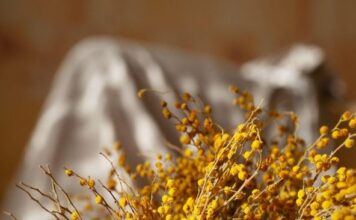 Ovaj cvet se ne poklanja ženama za 8. mart, jer se smatra da donosi nesreću Ovaj cvet se ne poklanja ženama za 8. mart, jer se smatra da donosi nesreću