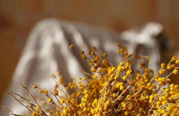 Ovaj cvet se ne poklanja ženama za 8. mart, jer se smatra da donosi nesreću Ovaj cvet se ne poklanja ženama za 8. mart, jer se smatra da donosi nesreću