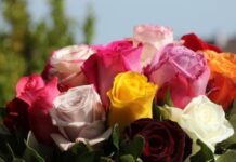 Ovaj cvet se ne poklanja ženama za 8. mart, jer se smatra da donosi nesreću Ovaj cvet se ne poklanja ženama za 8. mart, jer se smatra da donosi nesreću