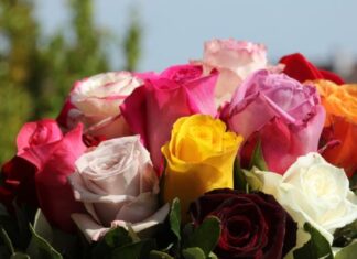 Ovaj cvet se ne poklanja ženama za 8. mart, jer se smatra da donosi nesreću Ovaj cvet se ne poklanja ženama za 8. mart, jer se smatra da donosi nesreću