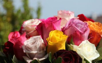 Ovaj cvet se ne poklanja ženama za 8. mart, jer se smatra da donosi nesreću Ovaj cvet se ne poklanja ženama za 8. mart, jer se smatra da donosi nesreću