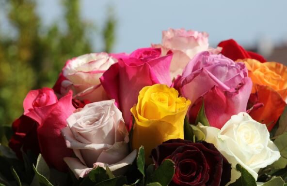 Ovaj cvet se ne poklanja ženama za 8. mart, jer se smatra da donosi nesreću Ovaj cvet se ne poklanja ženama za 8. mart, jer se smatra da donosi nesreću