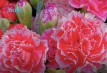 Ovaj cvijet se ne poklanja ženama za 8. mart, jer se smatra da donosi nesreću Ovaj cvijet se ne poklanja ženama za 8. mart, jer se smatra da donosi nesreću