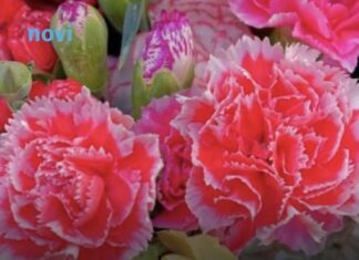 Ovaj cvijet se ne poklanja ženama za 8. mart, jer se smatra da donosi nesreću Ovaj cvijet se ne poklanja ženama za 8. mart, jer se smatra da donosi nesreću