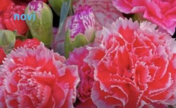 Ovaj cvijet se ne poklanja ženama za 8. mart, jer se smatra da donosi nesreću Ovaj cvijet se ne poklanja ženama za 8. mart, jer se smatra da donosi nesreću