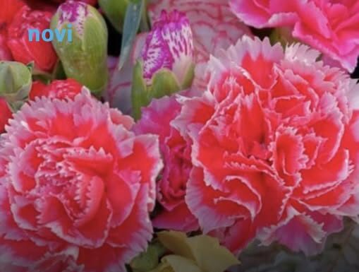 Ovaj cvijet se ne poklanja ženama za 8. mart, jer se smatra da donosi nesreću Ovaj cvijet se ne poklanja ženama za 8. mart, jer se smatra da donosi nesreću