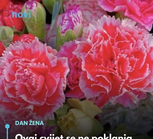 Ovaj cvijet se ne poklanja ženama za 8. mart, jer se smatra da donosi nesreću Ovaj cvijet se ne poklanja ženama za 8. mart, jer se smatra da donosi nesreću