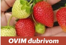 OVIM đubrivom prihranite jagode na početku marta za obilje krupnih plodova OVIM đubrivom prihranite jagode na početku marta za obilje krupnih plodova