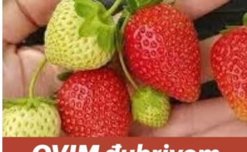 OVIM đubrivom prihranite jagode na početku marta za obilje krupnih plodova OVIM đubrivom prihranite jagode na početku marta za obilje krupnih plodova