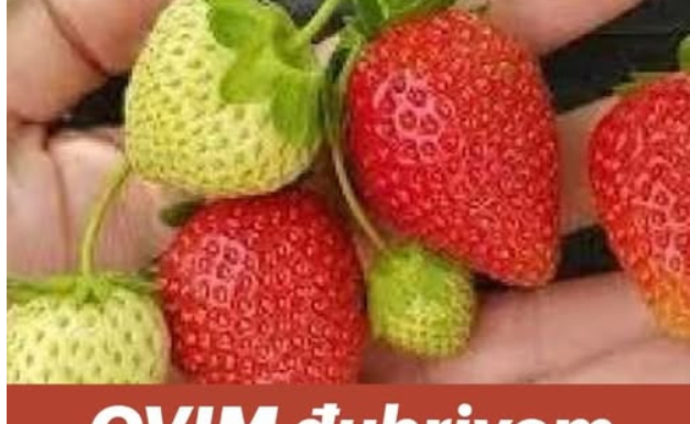 OVIM đubrivom prihranite jagode na početku marta za obilje krupnih plodova OVIM đubrivom prihranite jagode na početku marta za obilje krupnih plodova