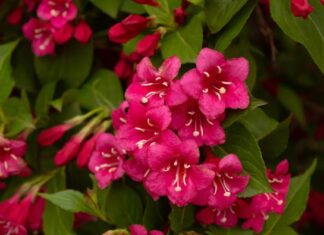 Ovo je najlepše cveće koje možete imati u dvorištu, a ne zahteva svakodnevnu negu: Posadite ga jednom i iznova bujno cveta od maja do kasne jeseni Ovo je najlepše cveće koje možete imati u dvorištu, a ne zahteva svakodnevnu negu: Posadite ga jednom i iznova bujno cveta od maja do kasne jeseni