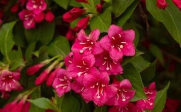 Ovo je najlepše cveće koje možete imati u dvorištu, a ne zahteva svakodnevnu negu: Posadite ga jednom i iznova bujno cveta od maja do kasne jeseni Ovo je najlepše cveće koje možete imati u dvorištu, a ne zahteva svakodnevnu negu: Posadite ga jednom i iznova bujno cveta od maja do kasne jeseni