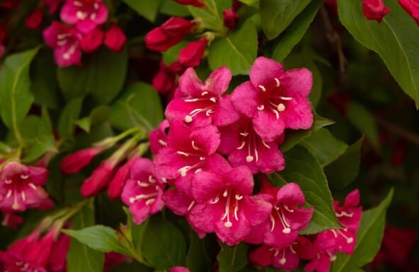 Ovo je najlepše cveće koje možete imati u dvorištu, a ne zahteva svakodnevnu negu: Posadite ga jednom i iznova bujno cveta od maja do kasne jeseni Ovo je najlepše cveće koje možete imati u dvorištu, a ne zahteva svakodnevnu negu: Posadite ga jednom i iznova bujno cveta od maja do kasne jeseni