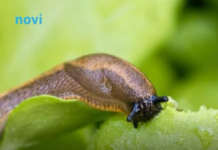 Posadite 1 cvijet u baštu i puževi će nestati: Baštovani otkrivaju kako se riješiti štetočina Posadite 1 cvijet u baštu i puževi će nestati: Baštovani otkrivaju kako se riješiti štetočina