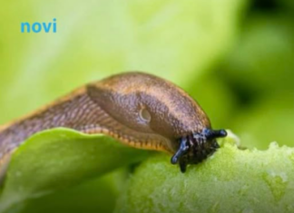 Posadite 1 cvijet u baštu i puževi će nestati: Baštovani otkrivaju kako se riješiti štetočina Posadite 1 cvijet u baštu i puževi će nestati: Baštovani otkrivaju kako se riješiti štetočina