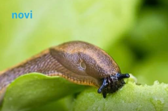 Posadite 1 cvijet u baštu i puževi će nestati: Baštovani otkrivaju kako se riješiti štetočina Posadite 1 cvijet u baštu i puževi će nestati: Baštovani otkrivaju kako se riješiti štetočina