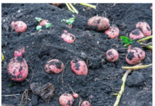 Posadite mladi krompir u martu i u junu ćete dobiti proizvod koji će vas hraniti do zime Posadite mladi krompir u martu i u junu ćete dobiti proizvod koji će vas hraniti do zime