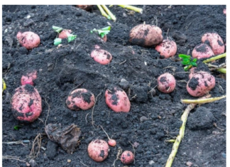 Posadite mladi krompir u martu i u junu ćete dobiti proizvod koji će vas hraniti do zime Posadite mladi krompir u martu i u junu ćete dobiti proizvod koji će vas hraniti do zime