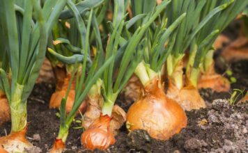 Pre nego što posadite luk potopite ga u ovaj napitak: Glavice će biti mesnate i krupne, a rod nikad bolji Pre nego što posadite luk potopite ga u ovaj napitak: Glavice će biti mesnate i krupne, a rod nikad bolji