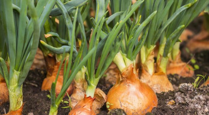 Pre nego što posadite luk potopite ga u ovaj napitak: Glavice će biti mesnate i krupne, a rod nikad bolji Pre nego što posadite luk potopite ga u ovaj napitak: Glavice će biti mesnate i krupne, a rod nikad bolji