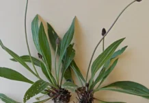 Prirodni antibiotik: Trputac biljka čista krv, bubrege i slaba pluća Prirodni antibiotik: Trputac biljka čista krv, bubrege i slaba pluća