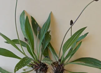 Prirodni antibiotik: Trputac biljka čista krv, bubrege i slaba pluća Prirodni antibiotik: Trputac biljka čista krv, bubrege i slaba pluća