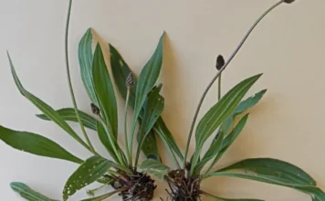 Prirodni antibiotik: Trputac biljka čista krv, bubrege i slaba pluća Prirodni antibiotik: Trputac biljka čista krv, bubrege i slaba pluća