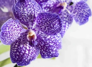 Prirodni trik za bujnije orhideje: jednostavno kućno gnojivo koje potiče rast i cvjetanje Prirodni trik za bujnije orhideje: jednostavno kućno gnojivo koje potiče rast i cvjetanje