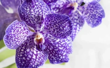 Prirodni trik za bujnije orhideje: jednostavno kućno gnojivo koje potiče rast i cvjetanje Prirodni trik za bujnije orhideje: jednostavno kućno gnojivo koje potiče rast i cvjetanje