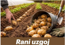 Rani uzgoj krompira – TRIKOVI za veći i raniji prinos! Rani uzgoj krompira – TRIKOVI za veći i raniji prinos!