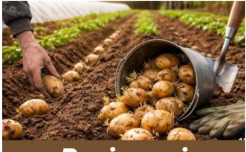 Rani uzgoj krompira – TRIKOVI za veći i raniji prinos! Rani uzgoj krompira – TRIKOVI za veći i raniji prinos!