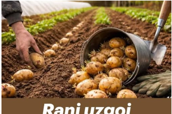 Rani uzgoj krompira – TRIKOVI za veći i raniji prinos! Rani uzgoj krompira – TRIKOVI za veći i raniji prinos!