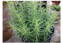 Ruzmarin i mačka u kući: Odmah na ovo obratite pažnju Ruzmarin i mačka u kući: Odmah na ovo obratite pažnju