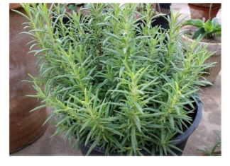 Ruzmarin i mačka u kući: Odmah na ovo obratite pažnju Ruzmarin i mačka u kući: Odmah na ovo obratite pažnju