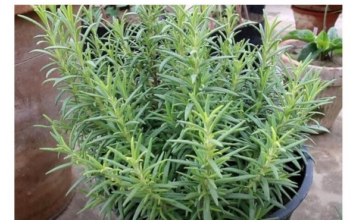 Ruzmarin i mačka u kući: Odmah na ovo obratite pažnju Ruzmarin i mačka u kući: Odmah na ovo obratite pažnju