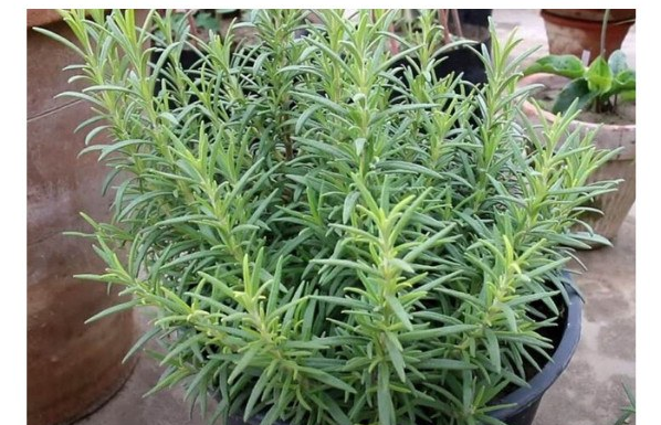 Ruzmarin i mačka u kući: Odmah na ovo obratite pažnju Ruzmarin i mačka u kući: Odmah na ovo obratite pažnju