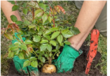 SADNJA RUŽA POMOĆU KROMPIRA: Uspijeva baš svima, a kraljica cvijeća će se primiti iz prve SADNJA RUŽA POMOĆU KROMPIRA: Uspijeva baš svima, a kraljica cvijeća će se primiti iz prve