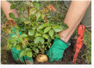 SADNJA RUŽA POMOĆU KROMPIRA: Uspijeva baš svima, a kraljica cvijeća će se primiti iz prve SADNJA RUŽA POMOĆU KROMPIRA: Uspijeva baš svima, a kraljica cvijeća će se primiti iz prve