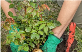 SADNJA RUŽA POMOĆU KROMPIRA: Uspijeva baš svima, a kraljica cvijeća će se primiti iz prve SADNJA RUŽA POMOĆU KROMPIRA: Uspijeva baš svima, a kraljica cvijeća će se primiti iz prve
