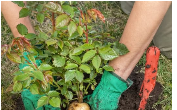 SADNJA RUŽA POMOĆU KROMPIRA: Uspijeva baš svima, a kraljica cvijeća će se primiti iz prve SADNJA RUŽA POMOĆU KROMPIRA: Uspijeva baš svima, a kraljica cvijeća će se primiti iz prve