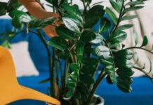 Sipajte pola šolje u saksiju za cvijeće: Zamiokulkas će pustiti lišće kao lud! Sipajte pola šolje u saksiju za cvijeće: Zamiokulkas će pustiti lišće kao lud!