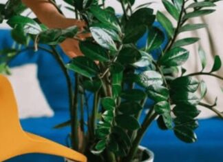 Sipajte pola šolje u saksiju za cvijeće: Zamiokulkas će pustiti lišće kao lud! Sipajte pola šolje u saksiju za cvijeće: Zamiokulkas će pustiti lišće kao lud!